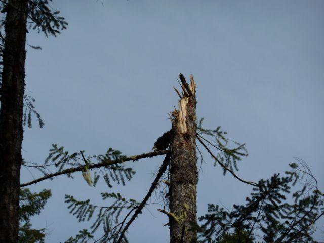 TAYLORCRAFT BC12-D1 accident investigation - Skokomish, WA